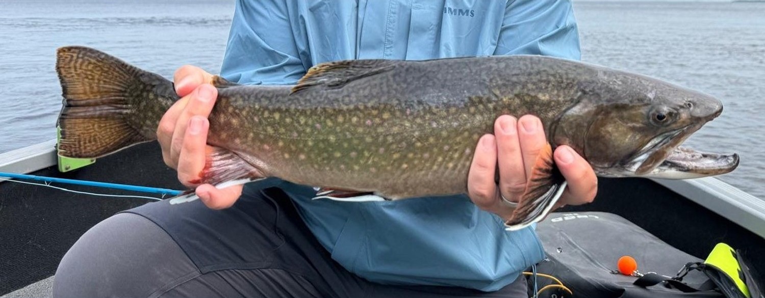 Brook trout, the original photo