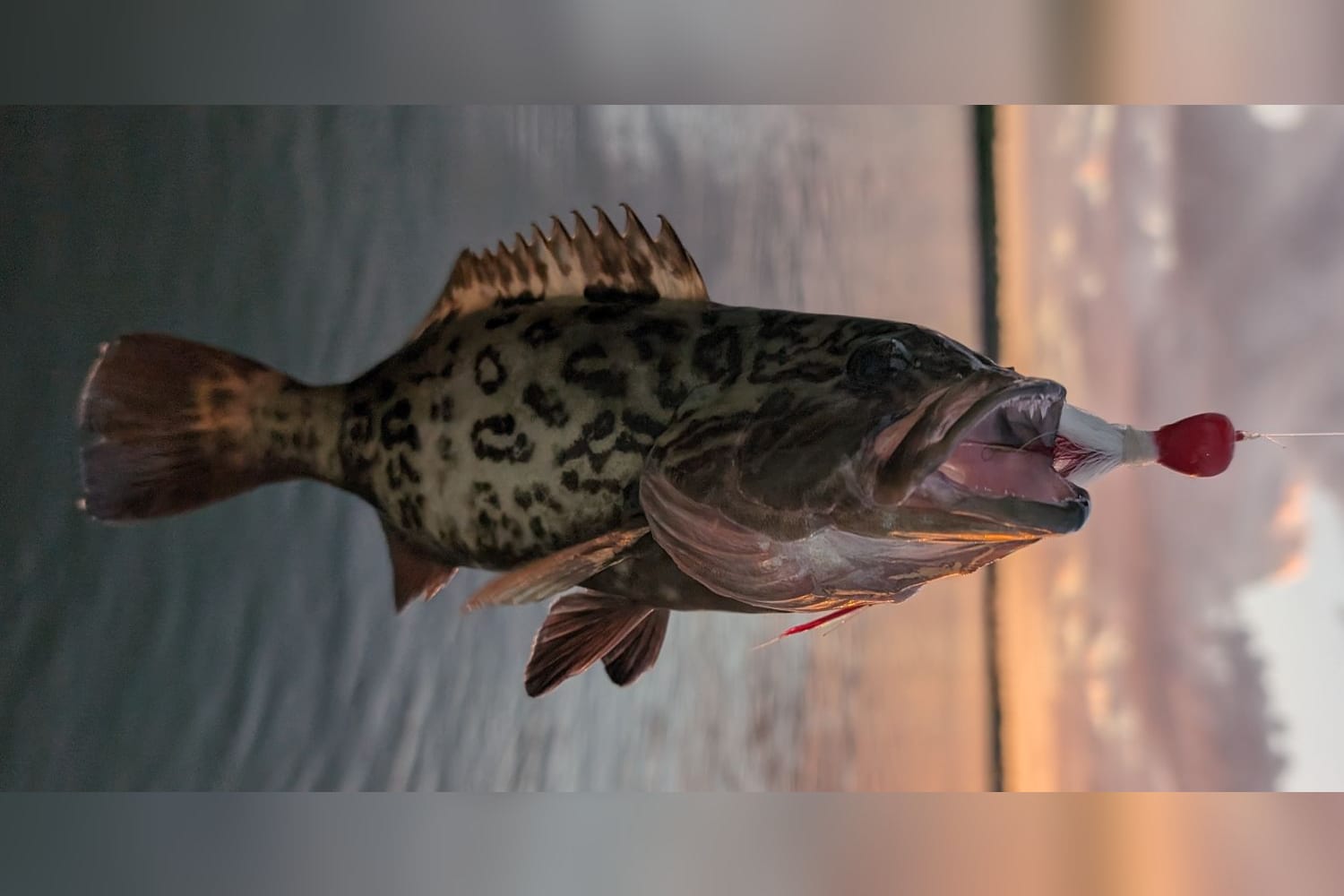 Gag Grouper — original