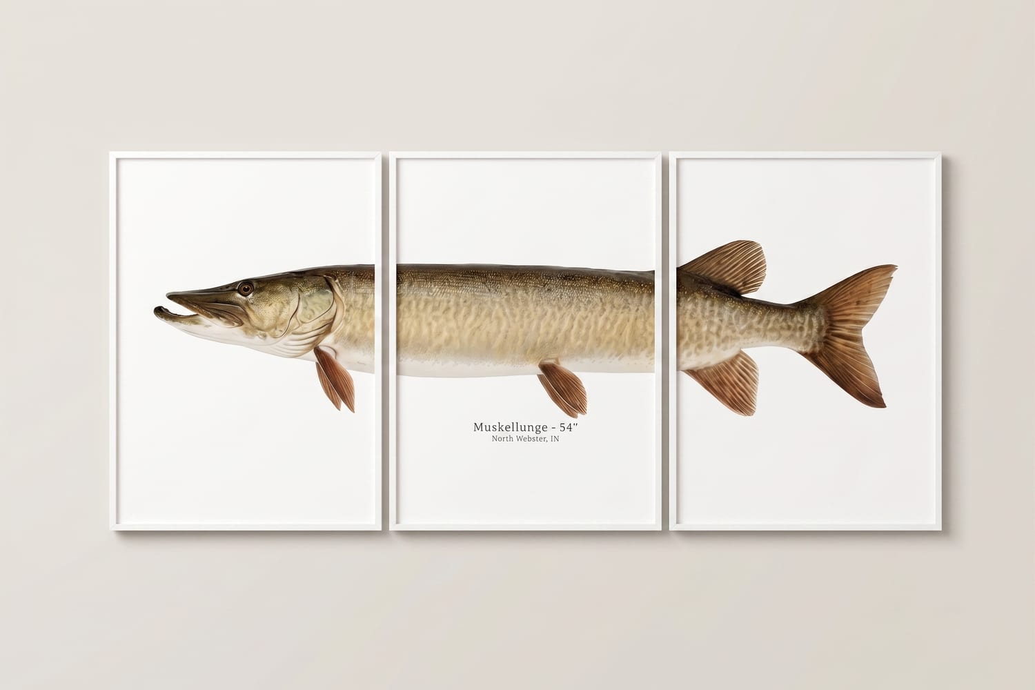 Muskellunge — 54" — framed print