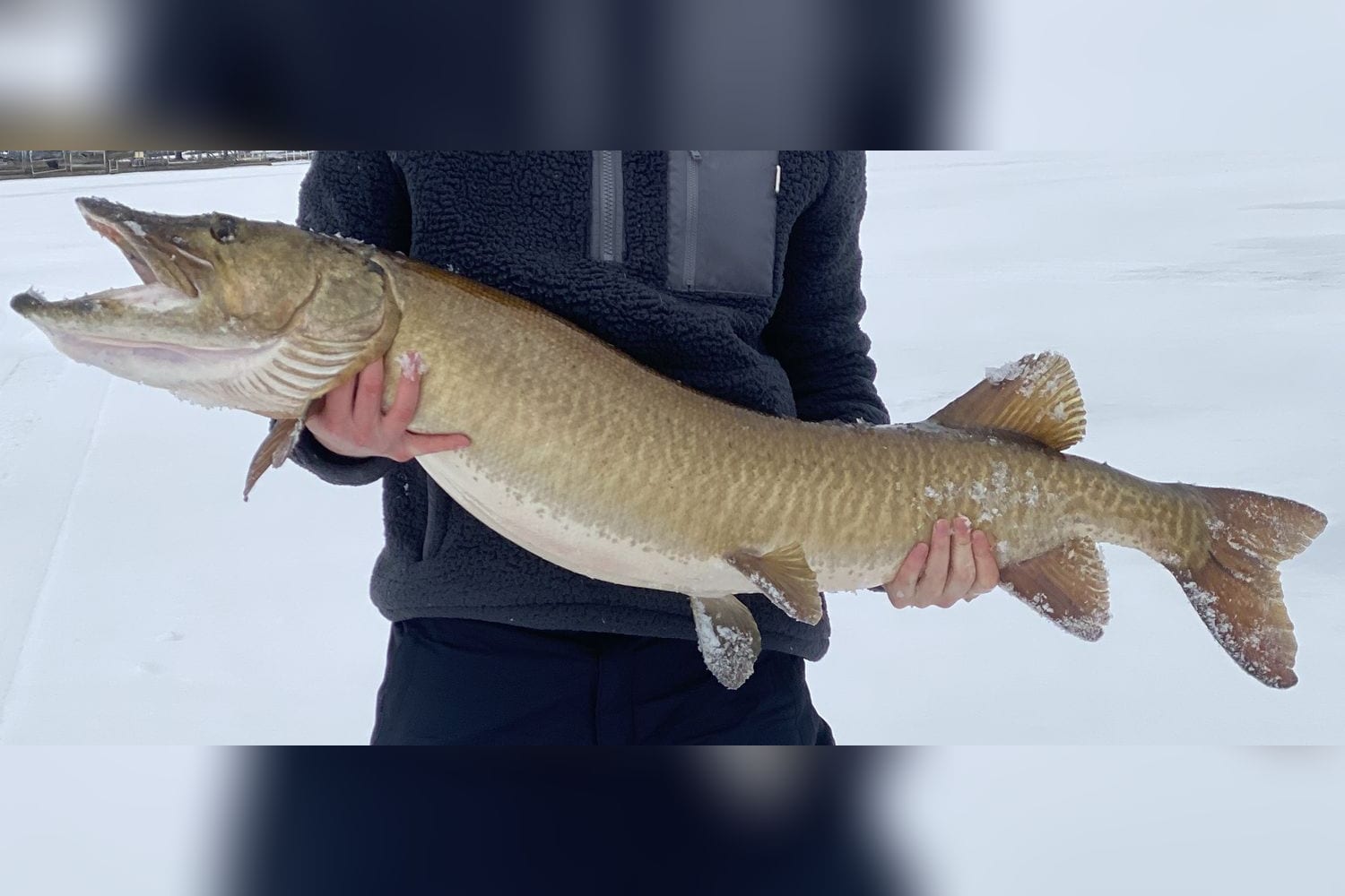 Muskellunge — 54" — original