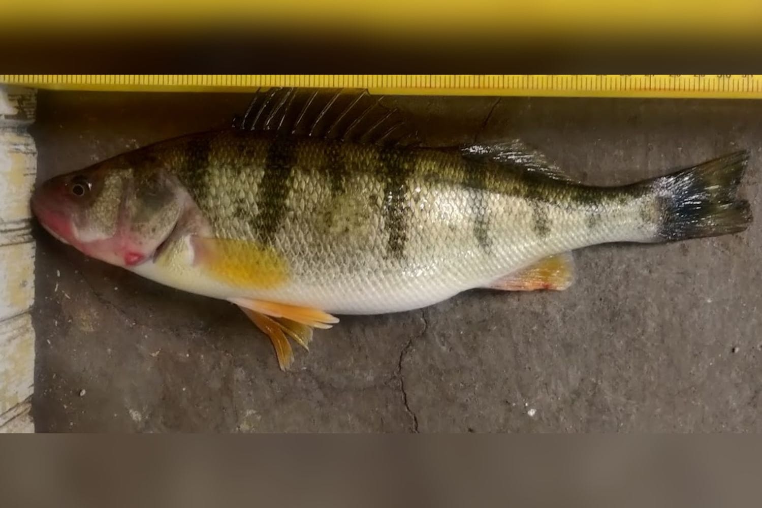 Perch — 13" — original