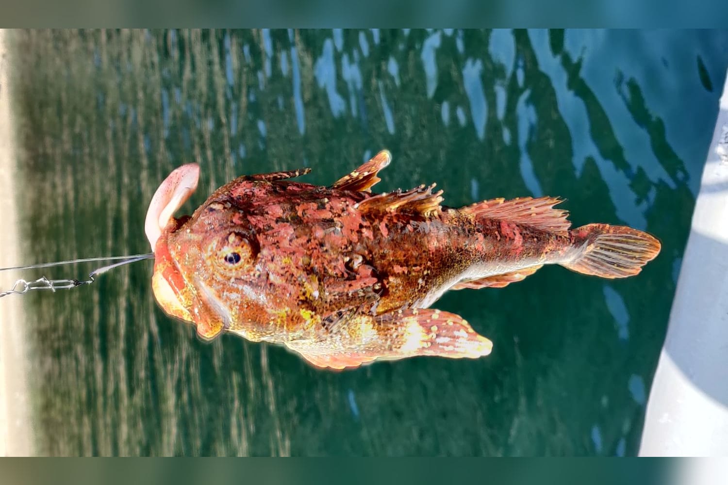Rockfish — original