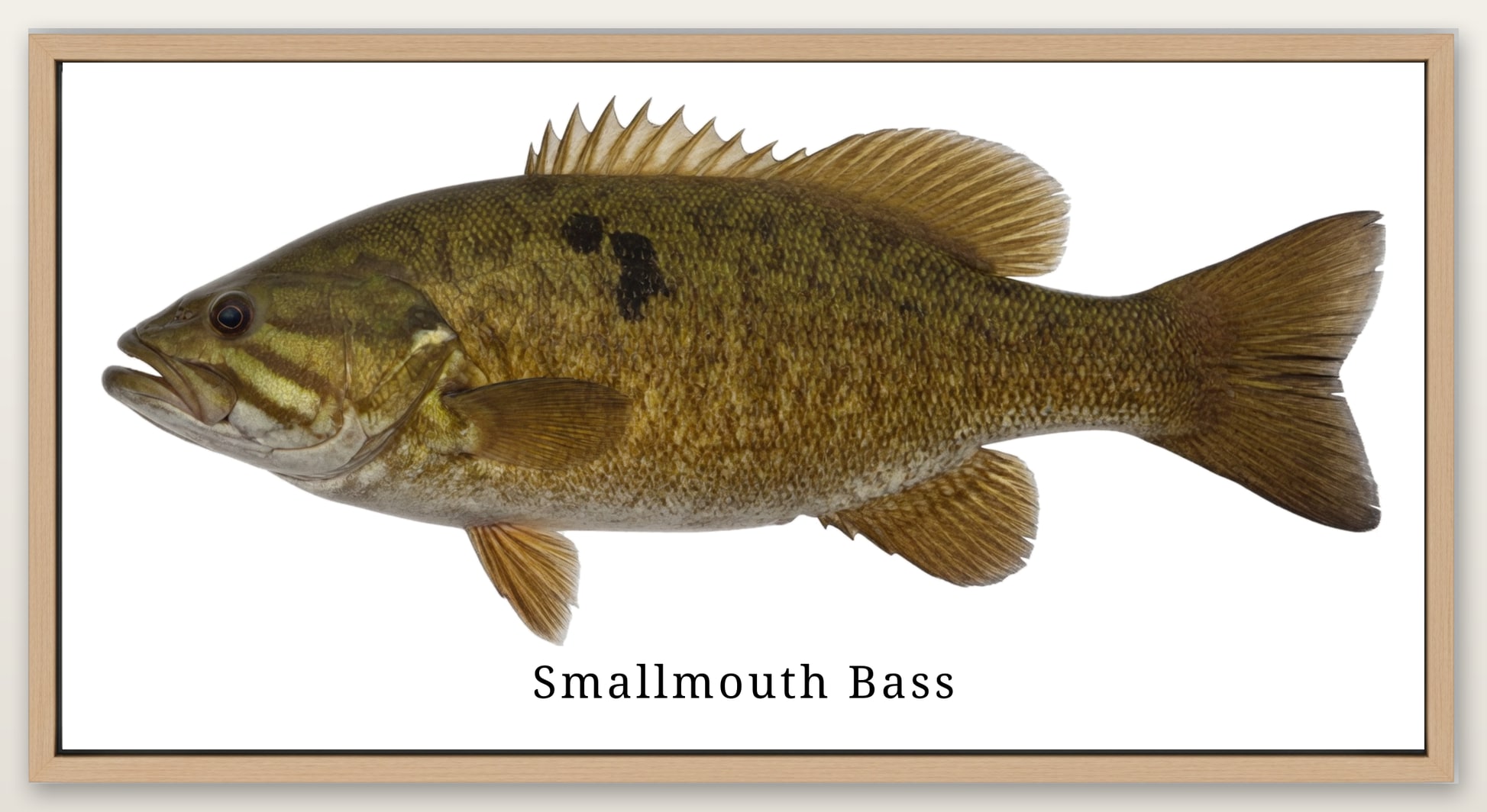 Smallmouth bass print on a wall